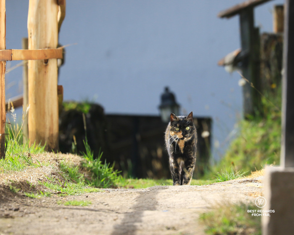 Cat walking on a path towards the camera at the Black Sheep Inn in Chugchilan in Ecuador.