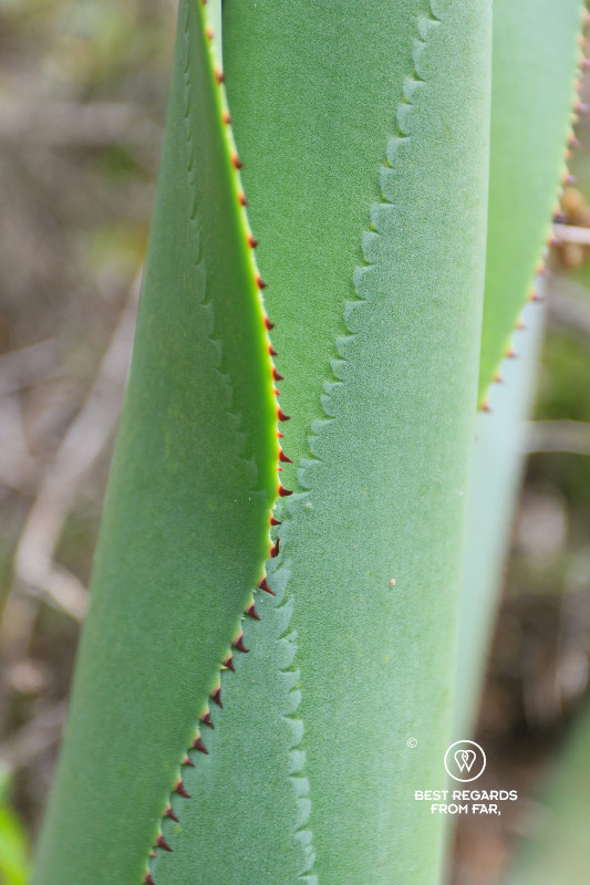 Close-up of the fique plant with its sharp spines.