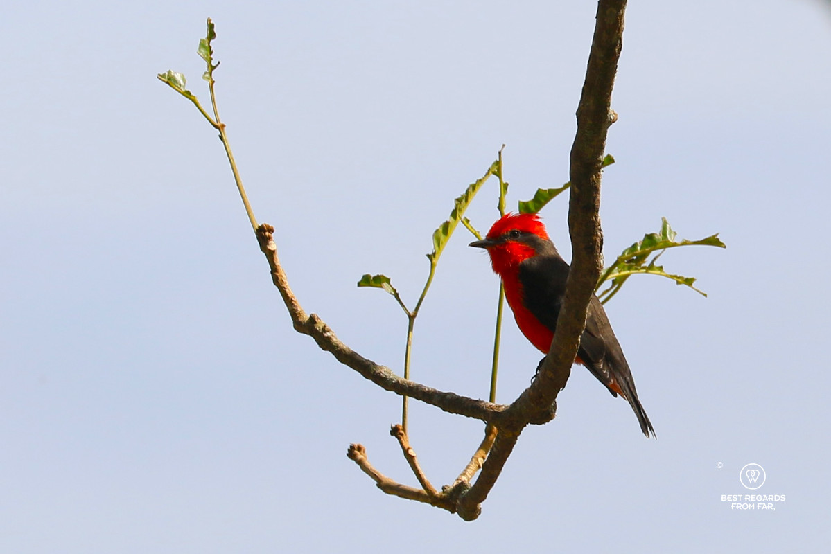 Vermilion Flycatcher perched on a branch.