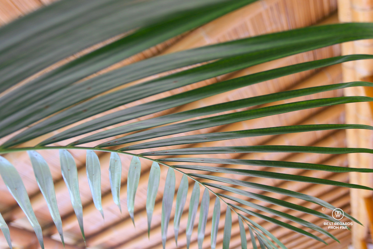 Details of a palm.