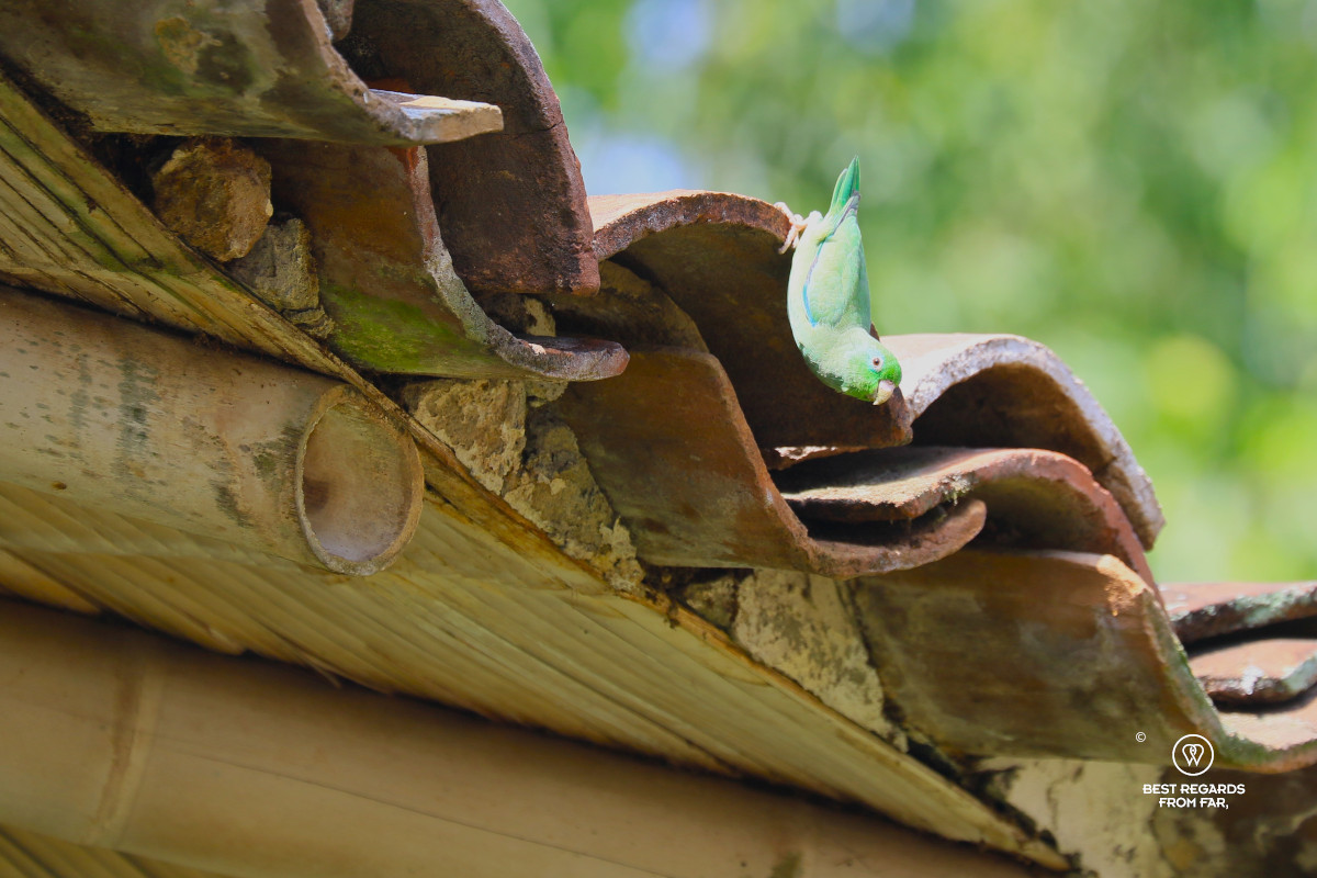 Spectacled Parrotlet on a traditional rooftop.