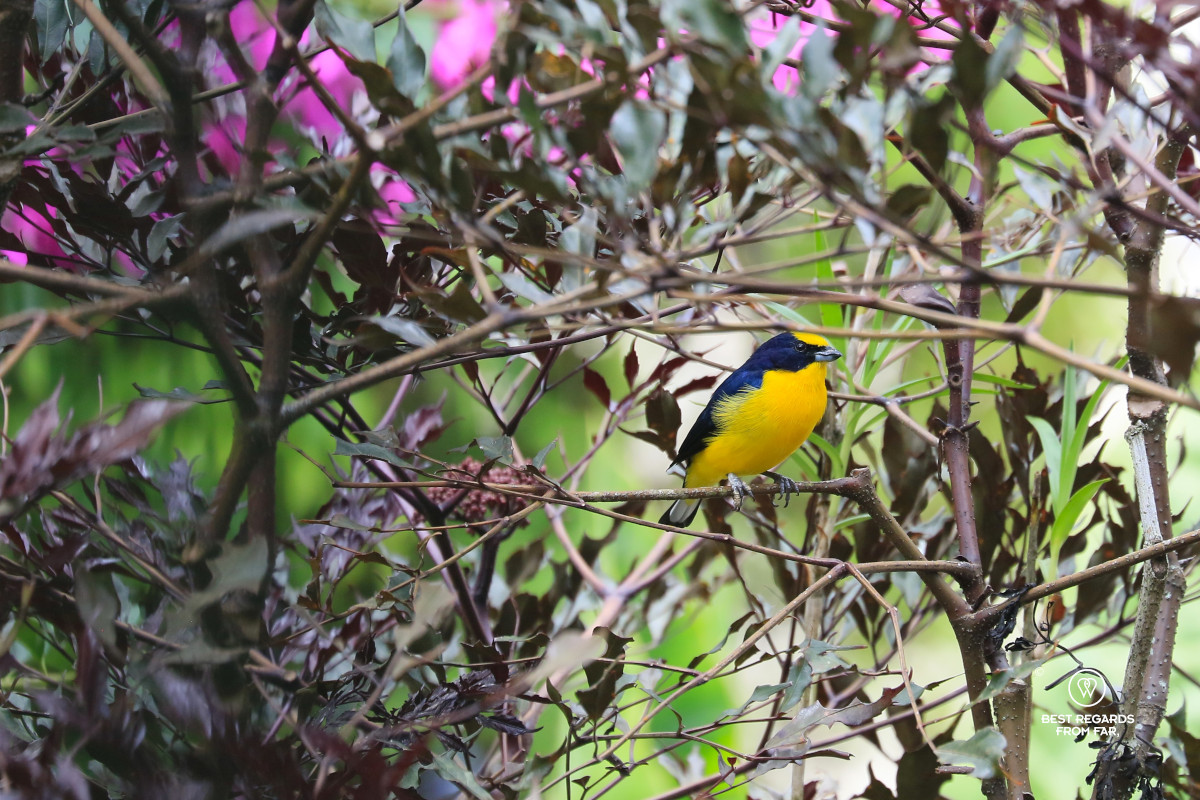 Thick-billed Euphonia bird.