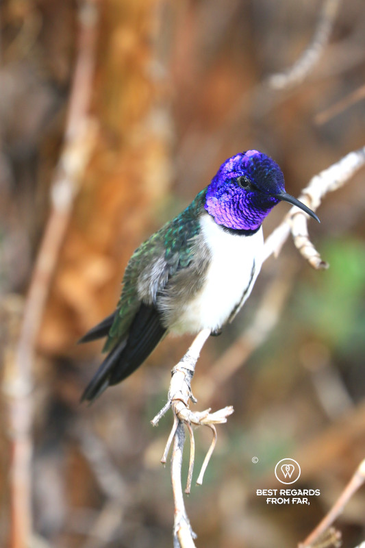 Hummingbird with a white body and purple head on a branch in the Andes.