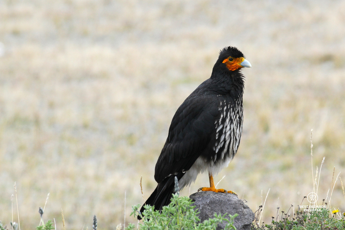 A Mountain Caracara bird.