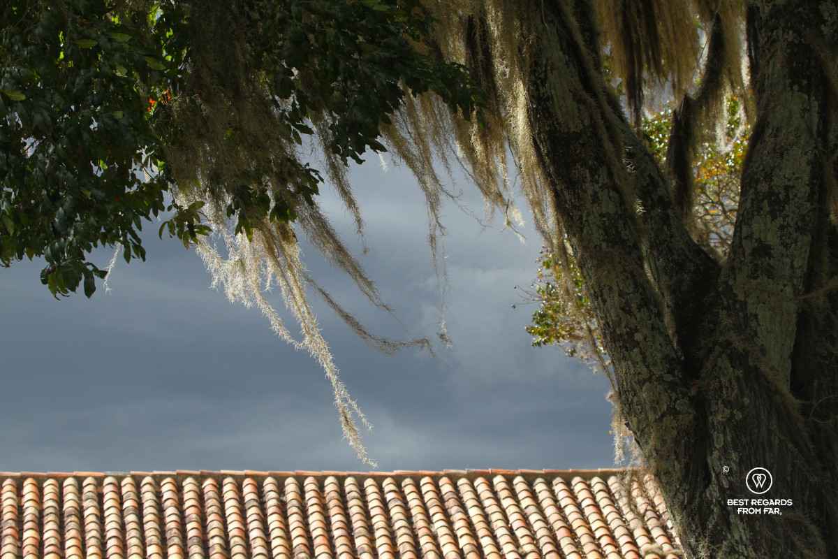 Lichen lit by the sun contrasting with dark clouds in the background.