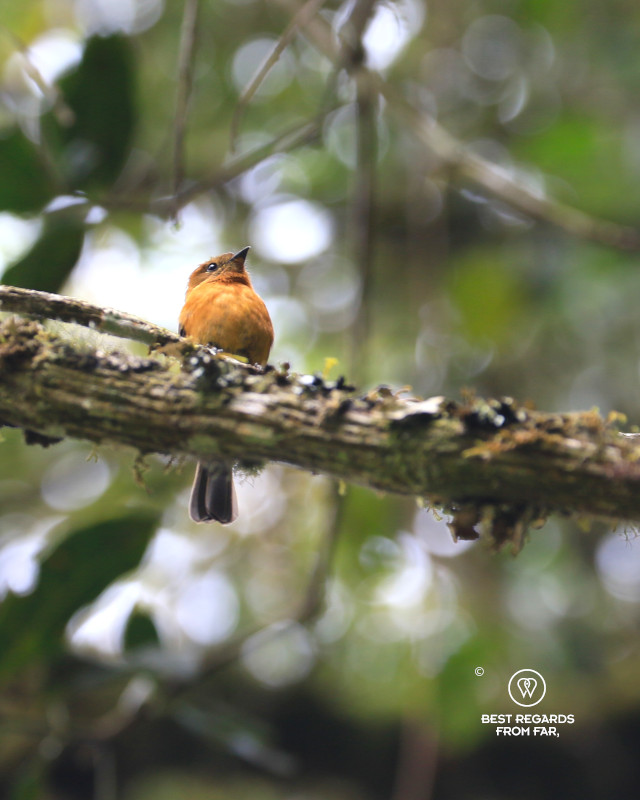 Cinnamon Flycatcher bird perched on a branch in the forest.