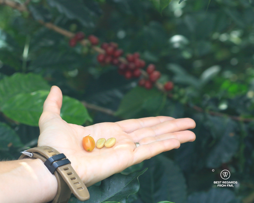 Ripe coffee bean on a flat hand by a coffee bush.