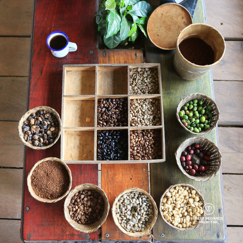 Coffee beans during a tasting shown as ripe, roasted, grounded.