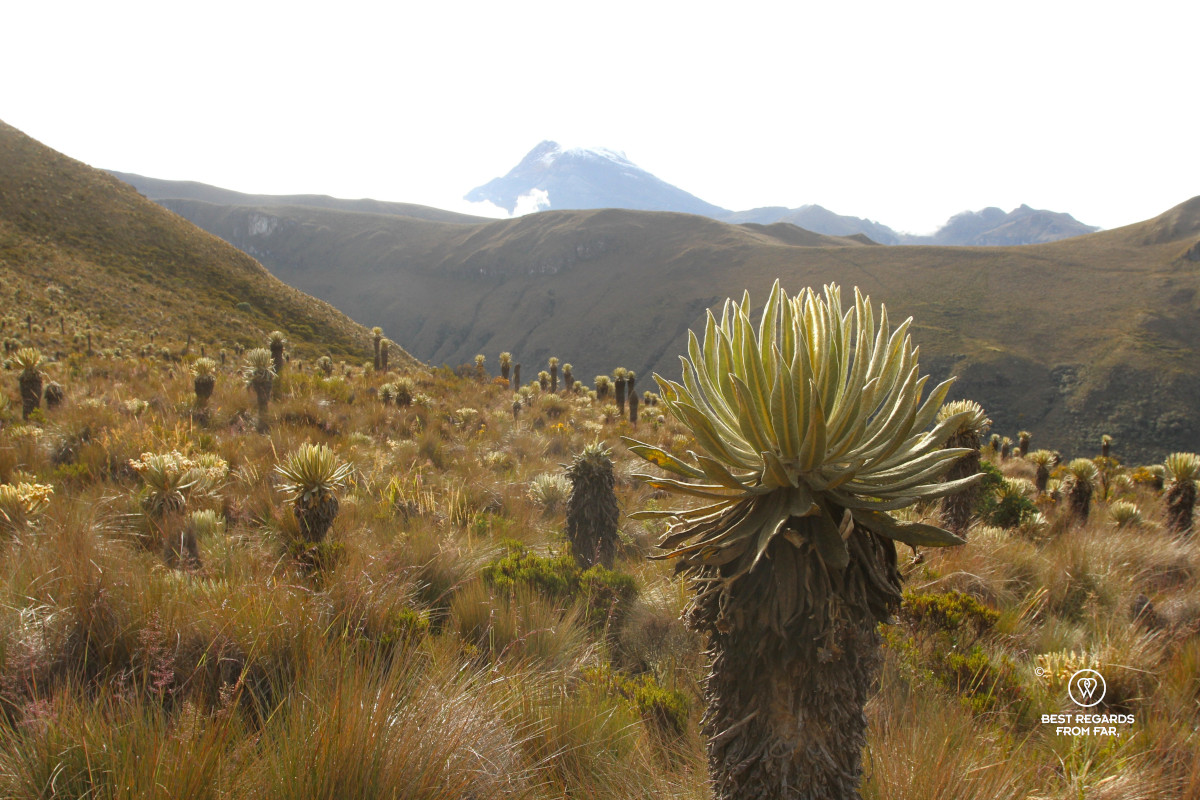 Frailejones and the glacier of the Tolima volcano in the background in Los Nevados NP in Colombia.