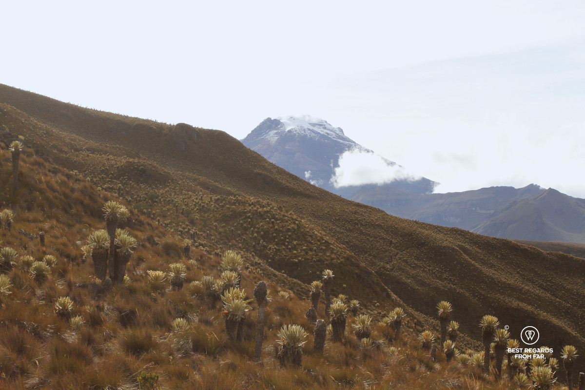 Frailejones and the glacier of the Tolima volcano in the background in Los Nevados NP in Colombia.