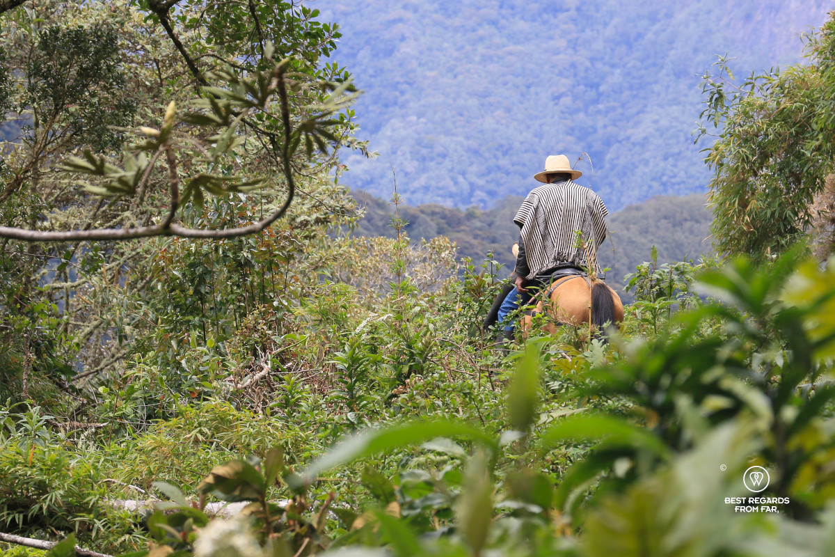 Rider wearing a traditional Colombian poncho on his horse in the rainforest of Colombia.