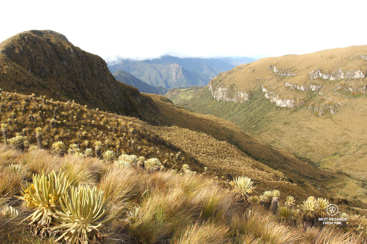 Paramo and view on the green mountains of Los Nevados NP in Colombia.