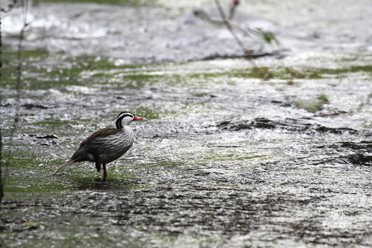 A rare Andean duck in the wild in a river.