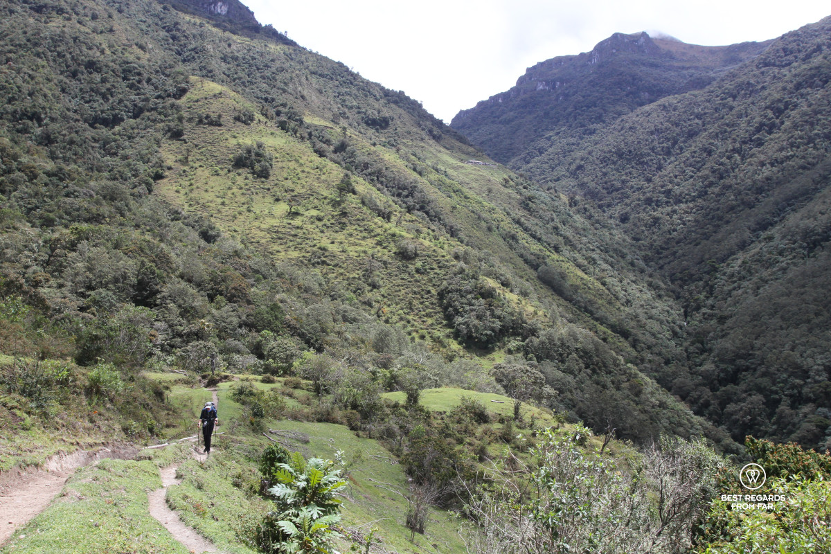 Hiker on a trail surrounded by lush forest in Los Nevados NP in Colombia.