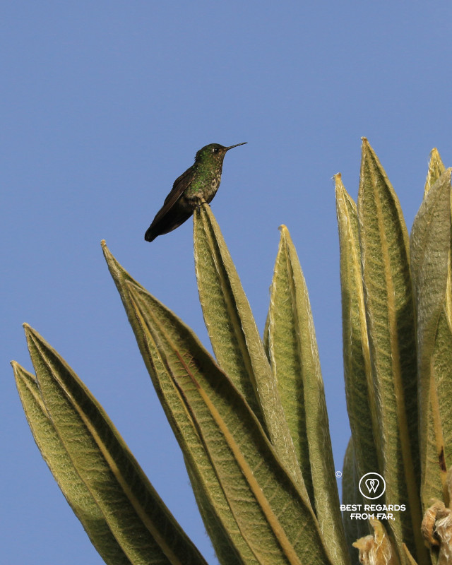 Viridian Metaltail Hummingbird on a Frailejon plant in a Paramo in Los Nevados NP in Colombia.