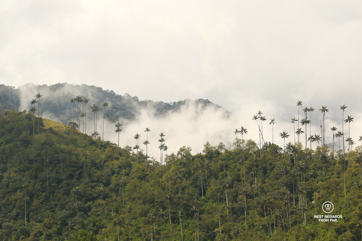 View on the wax palm trees from the Cocora Valley in Colombia.