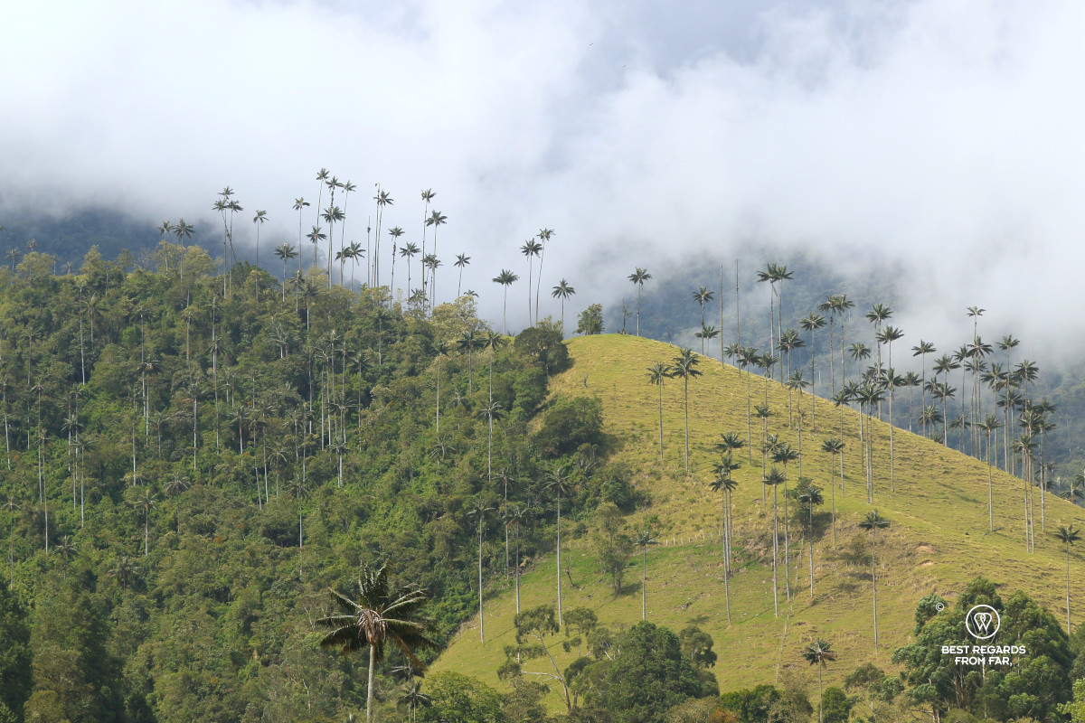 View on the wax palm trees in the Cocora Valley in Colombia.