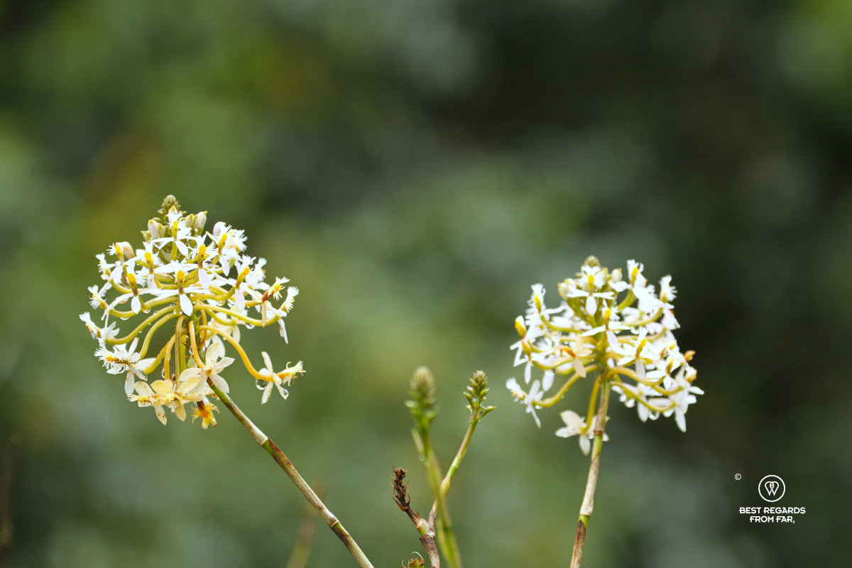 White wild orchids in Los Nevados NP, Colombia.