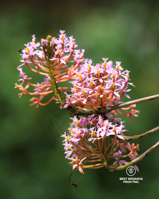 Pink wild orchids in Los Nevados NP, Colombia.