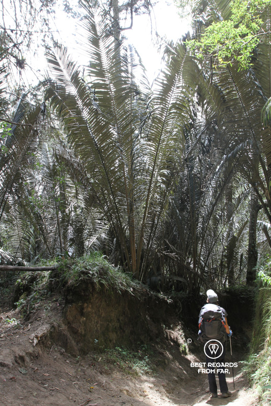 Youngish wax palm tree next to hiker in Los Nevados NP in Colombia.