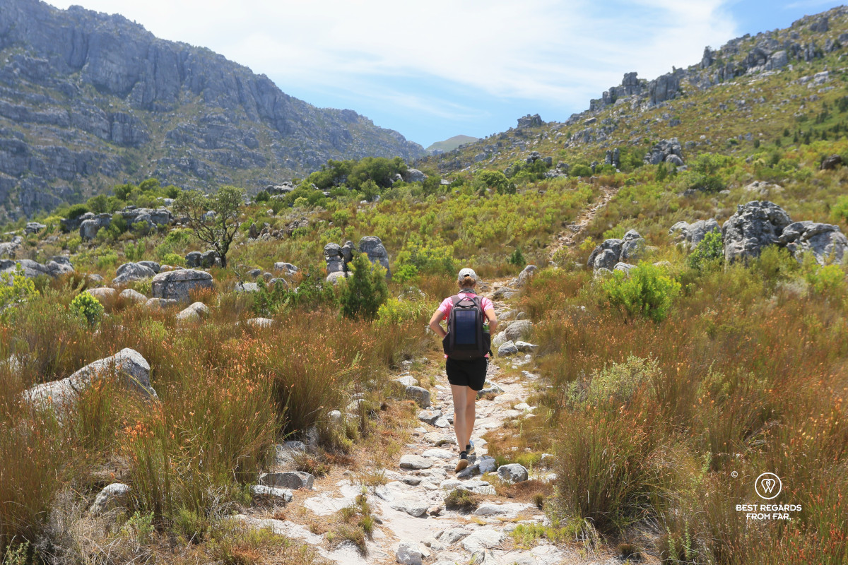 Hiker along the Bobbejaans River trail passing through fynbos in South Africa.