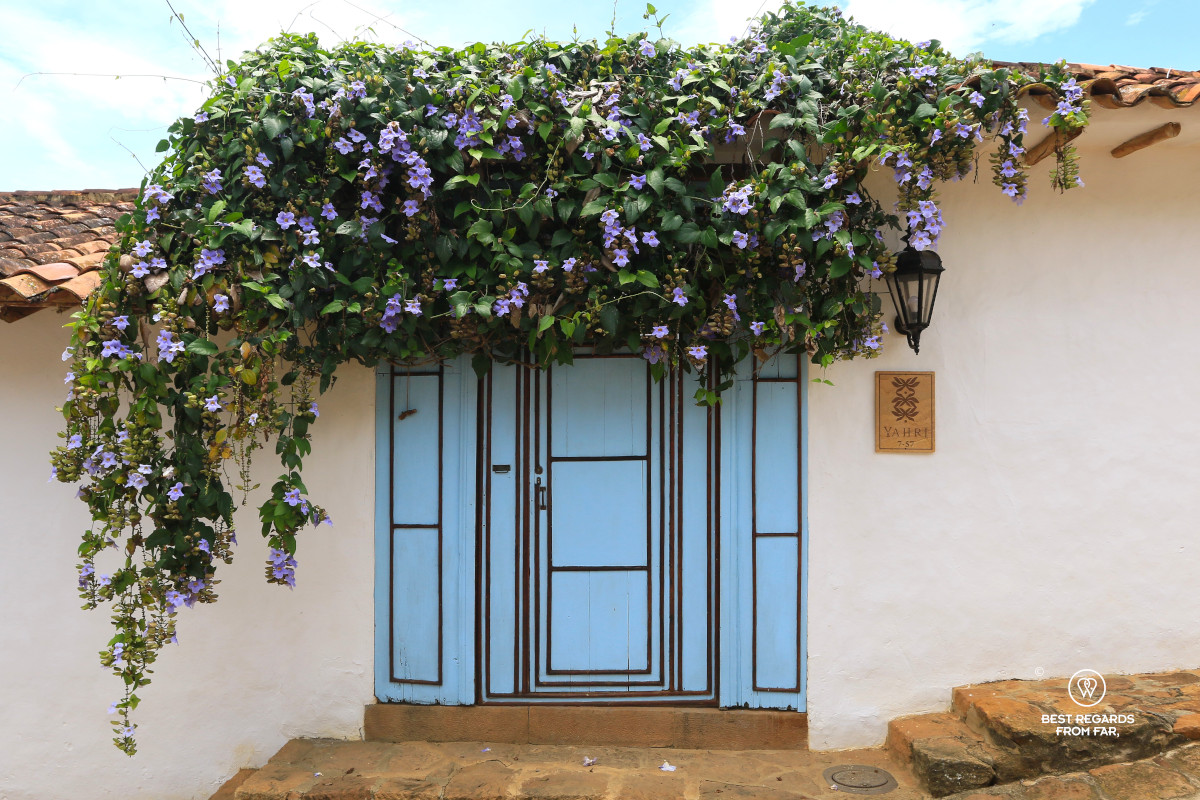 The entrance to Casa Yahri in Barichara with a light blue door and a clockvine.