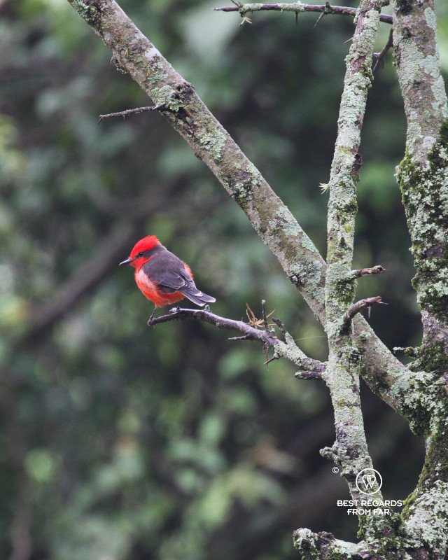 Bird-Vermilion Flycatcher on a dead branch.