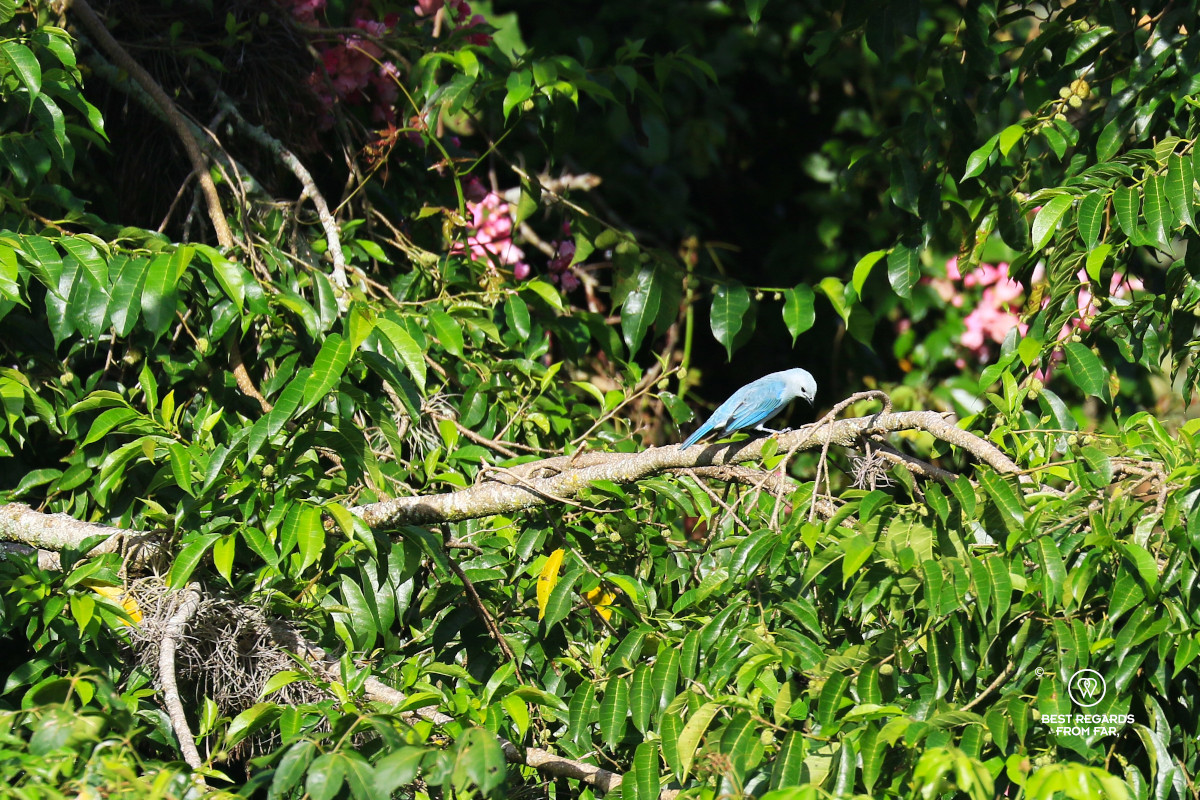 Blue-gray Tanager on a branch in a green tree with pink flowers.
