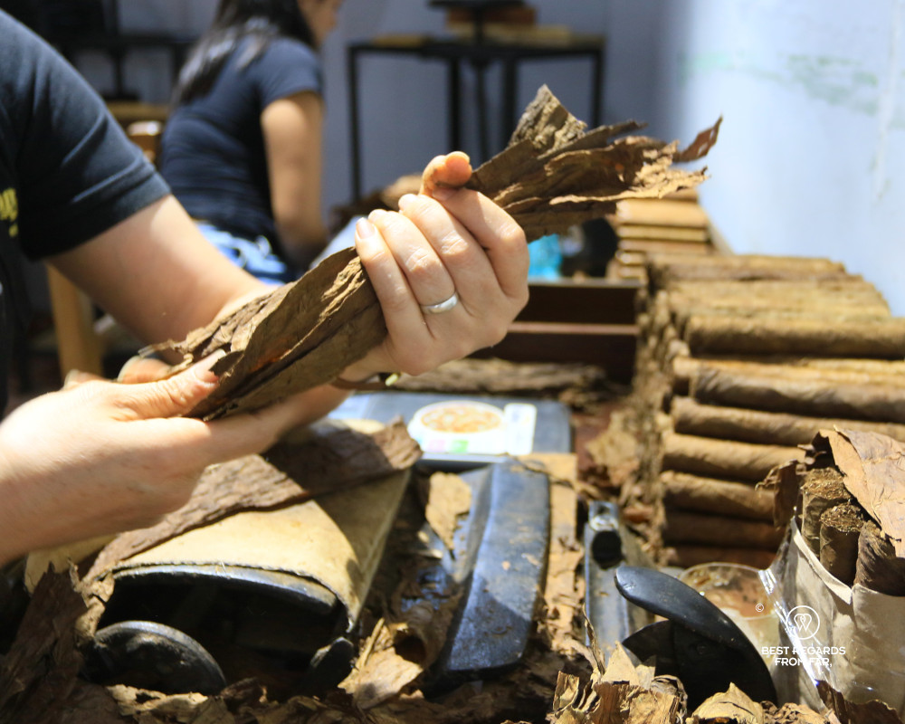 Hands of a woman gathering tobacco leaves at the Bribon Cigar workshop in Barichara.
