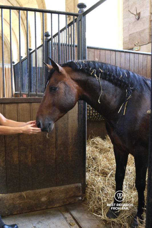 Horse in the Great Stables of the Castle of Chantilly.