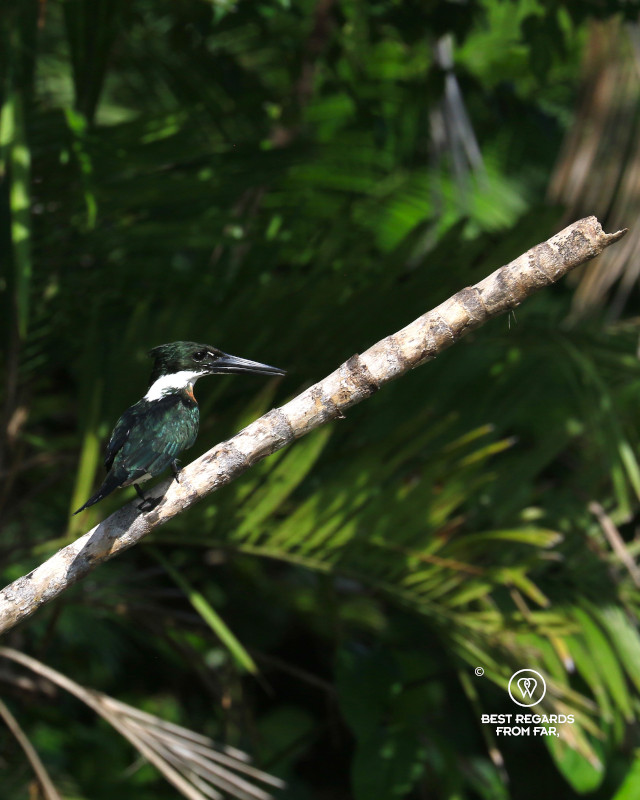 Green kingfisher on a dead branch.