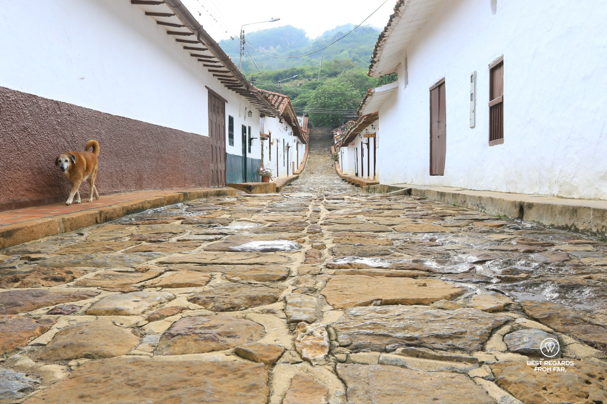 A cobblestoned street with a dog in the village of Guane in Colombia.