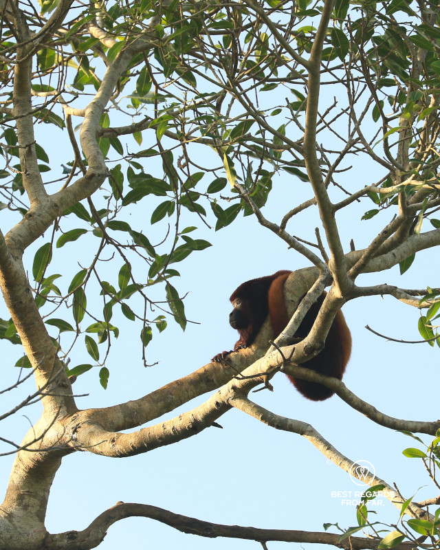 Howler monkey in tree.