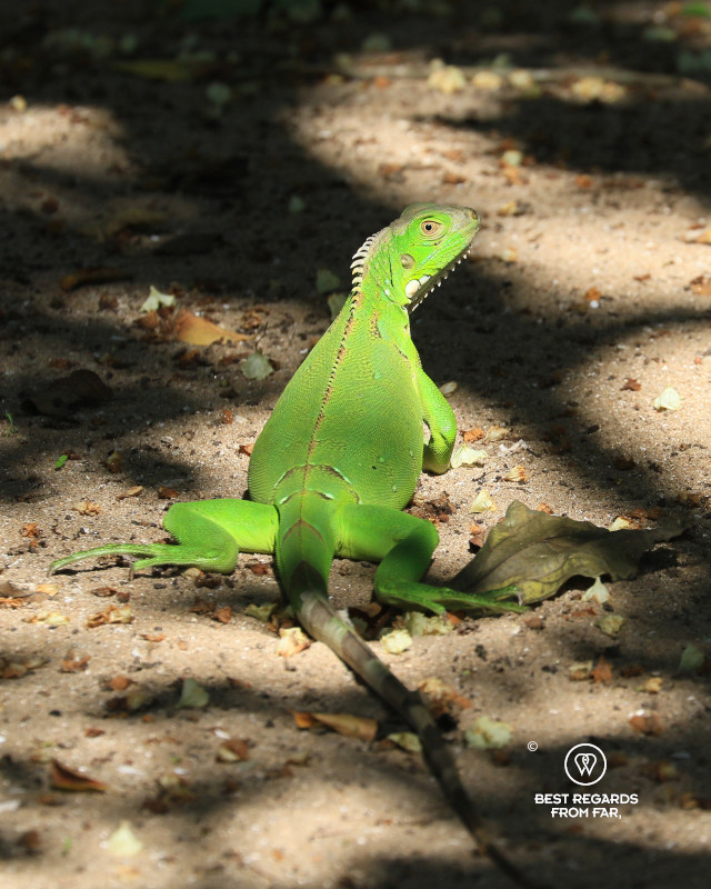 Bright green iguana on the sand.