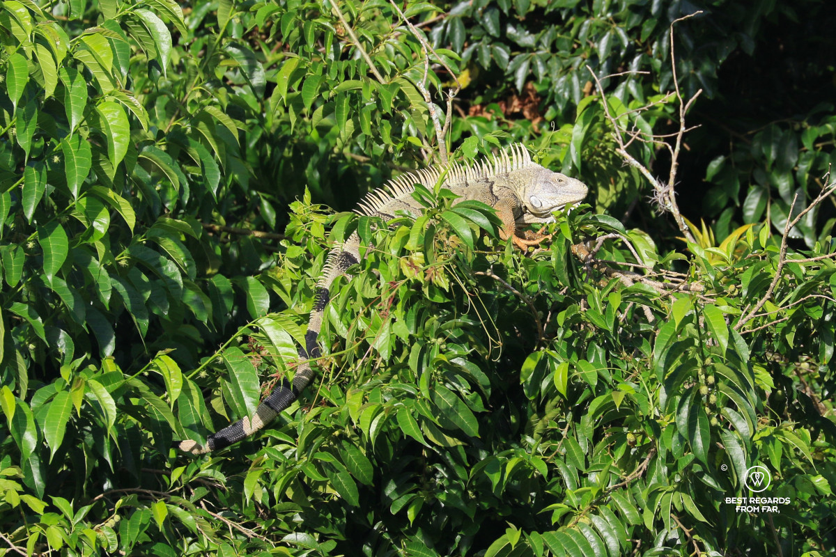 Iguana on a branch of a lush tree.