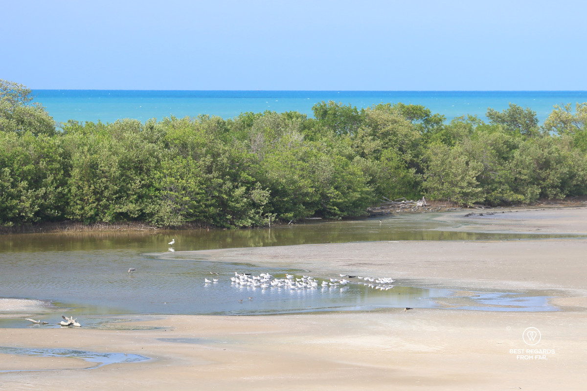 Water birds by the mangrove with the blue Caribbean Sea in the background.