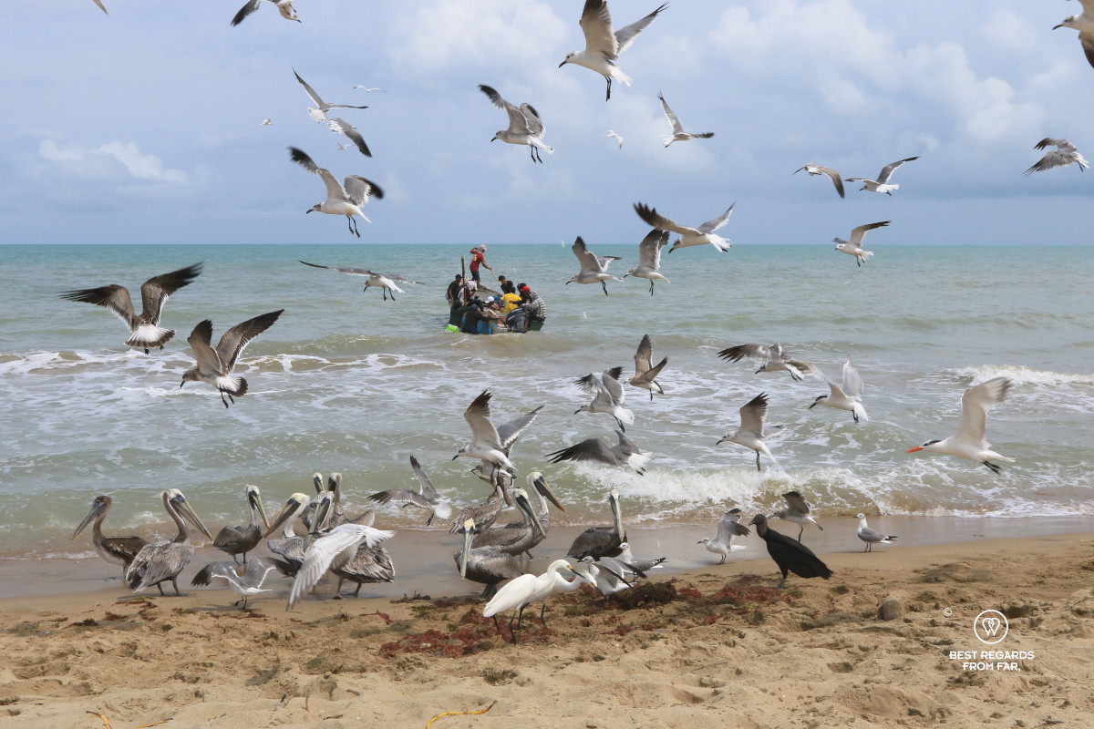 Small fishing boat leaving the beach framed by hungry water birds.