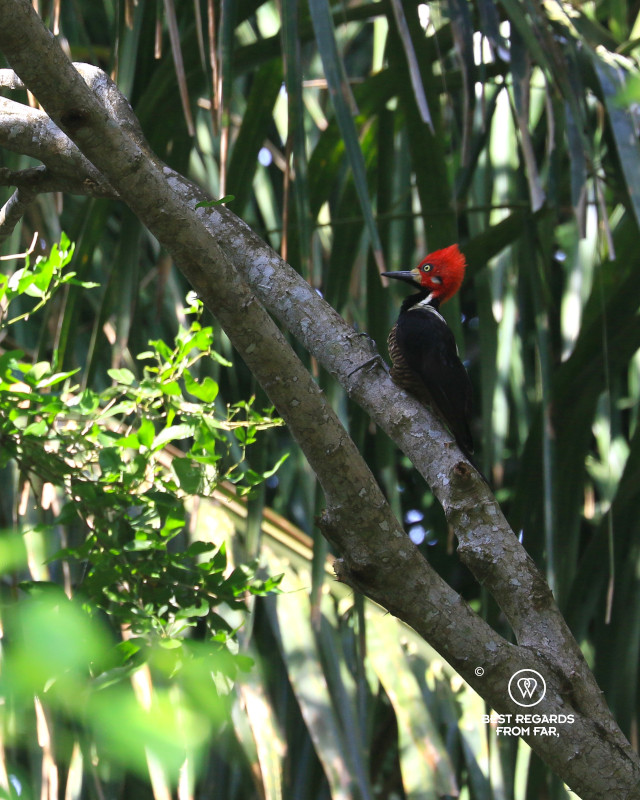 Lineated woodpecker on a branch.