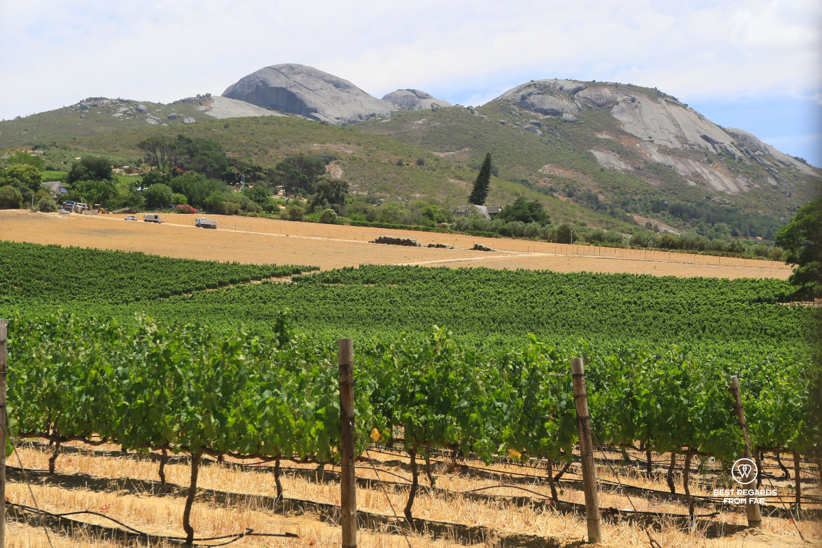 Paarl Rock in the background with vineyards in the foreground.