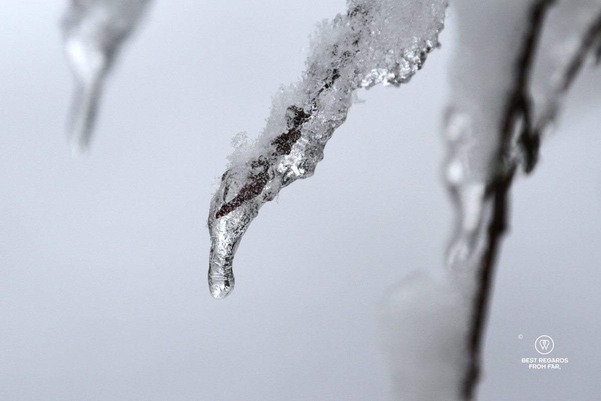A twig of a tree caged in ice in snow.