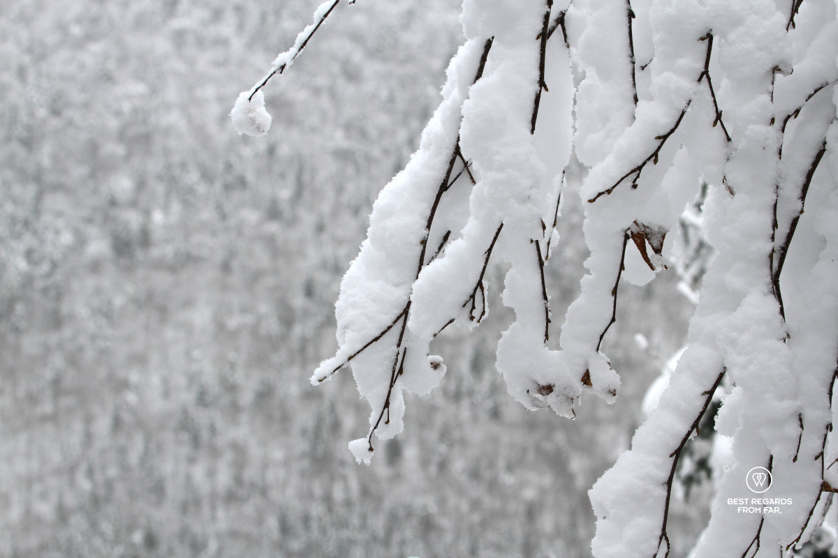 Twigs of a tree caged in snow.