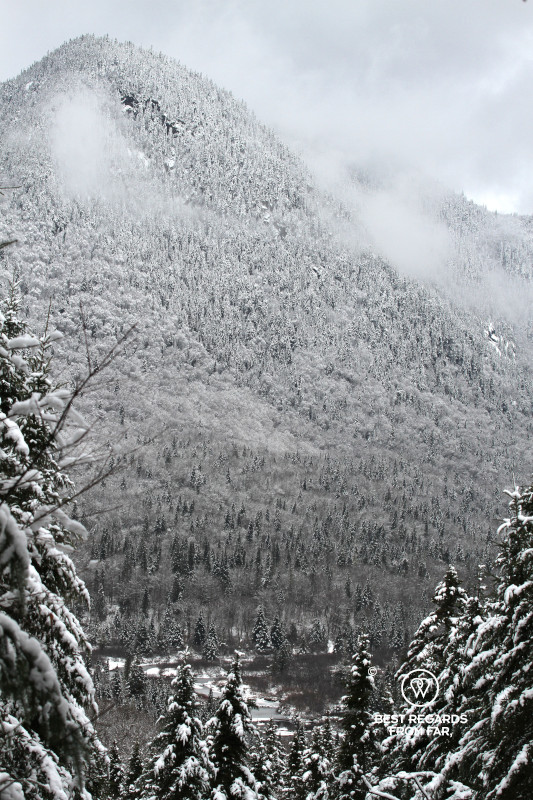 Fir trees covered in snow in the The Jacques Cartier NP in Quebec.