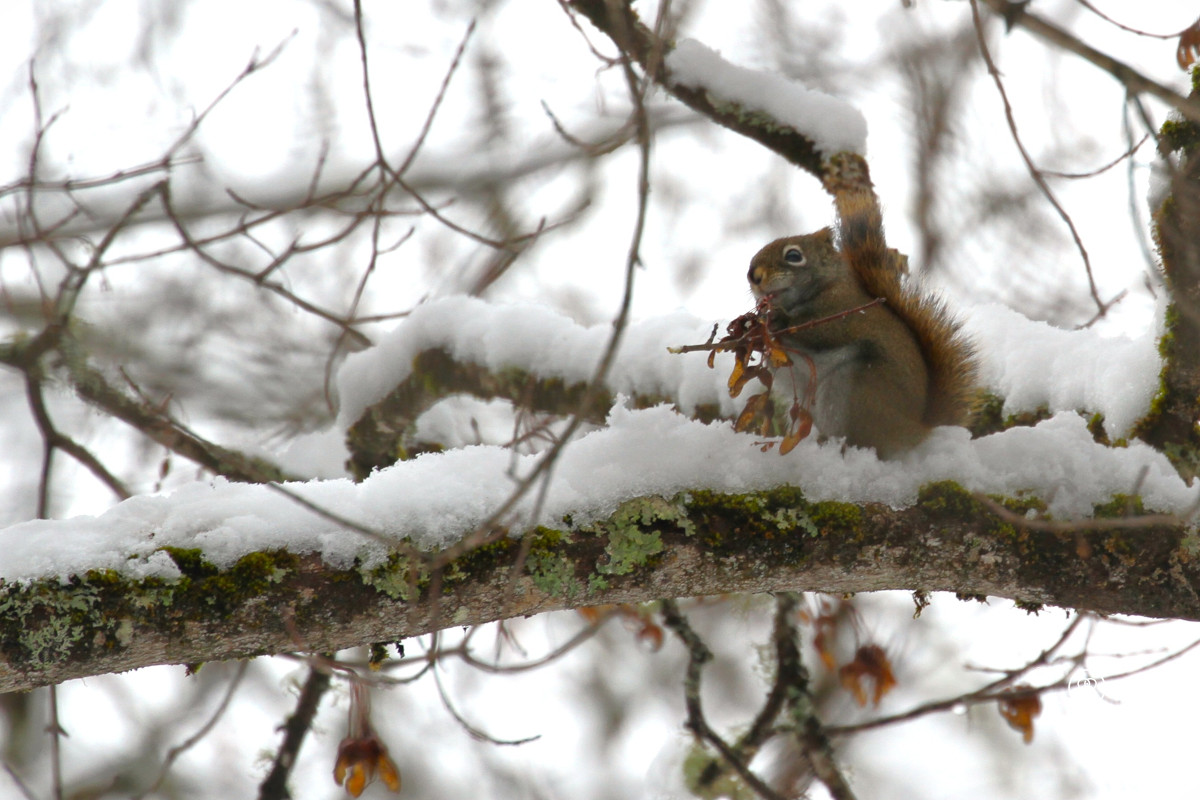 Red squirrel in snow gathering twigs on a branch in the Jacques Cartier NP in Quebec.