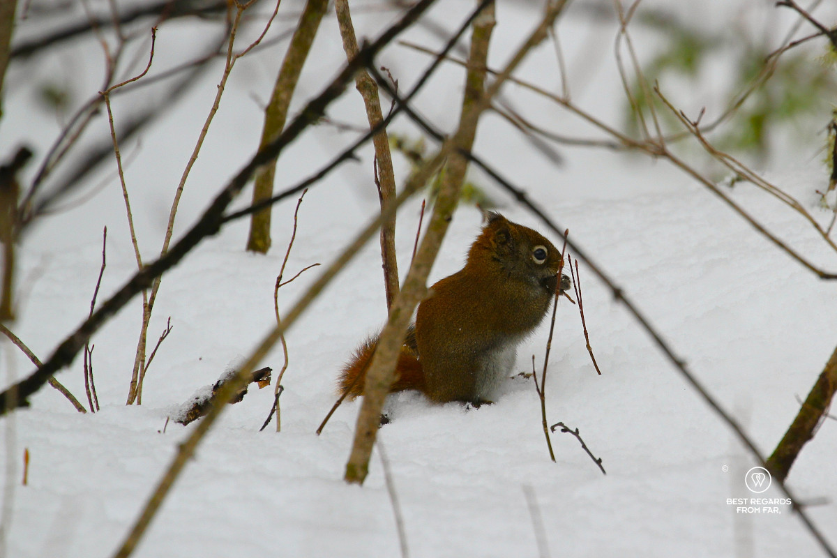 Red squirrel in snow eating a nut in the Jacques Cartier NP in Quebec.
