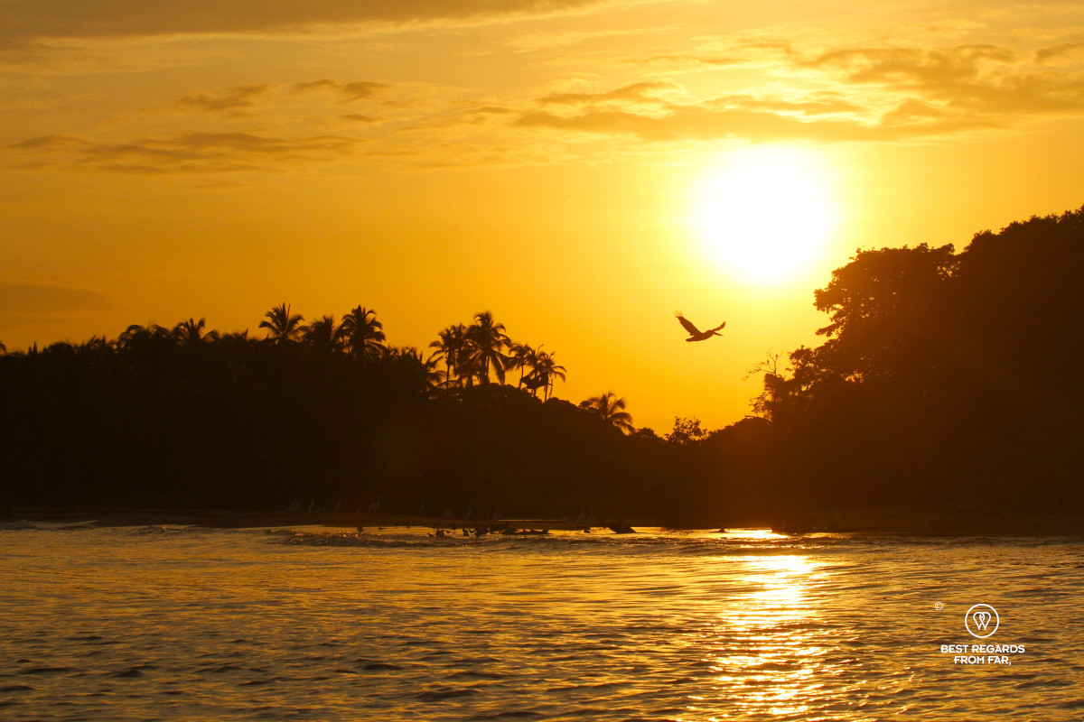 A pelican flying by the sun at sunrise.