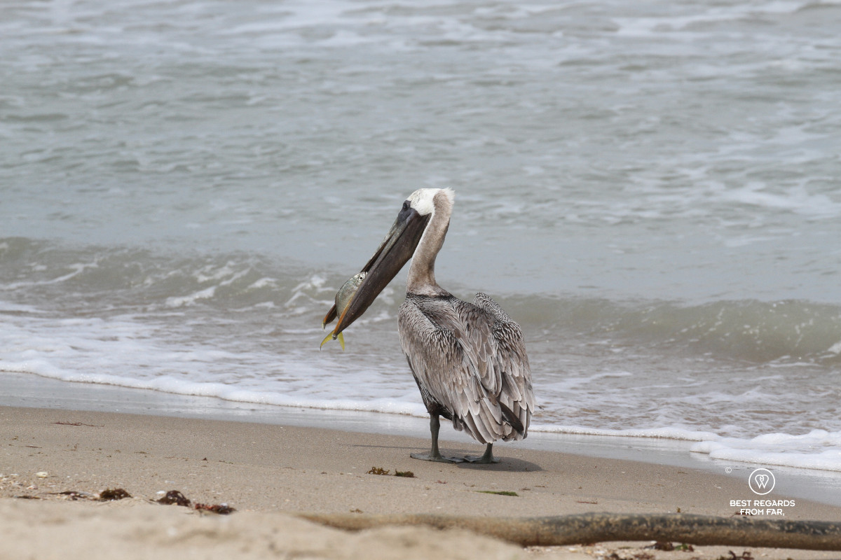 A pelican on the beach with a fish in its beak.