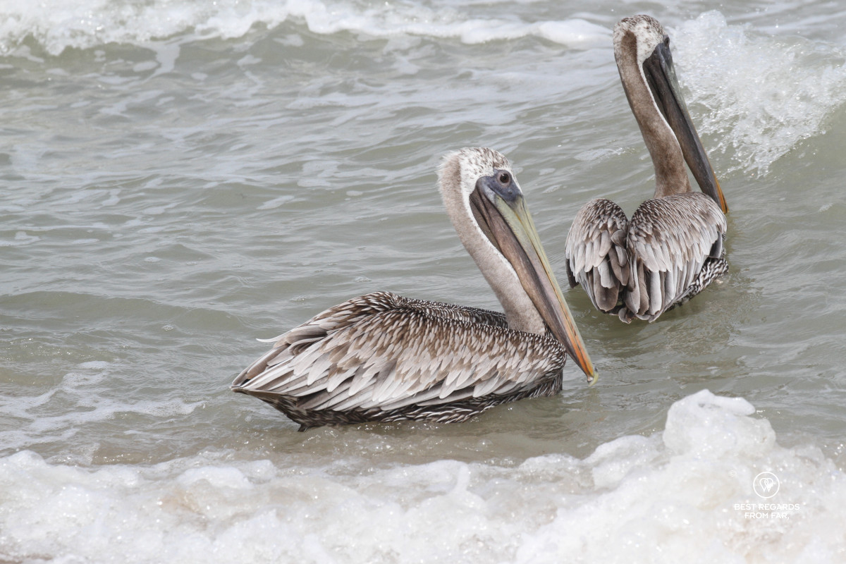 Pelicans floating on the Caribean Sea.