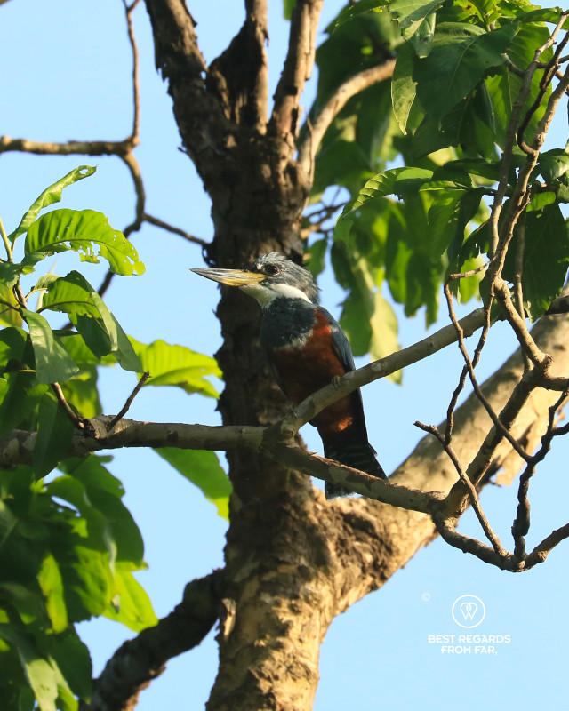 Ringed kingfisher on a branch.