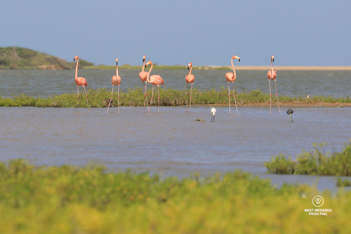 A flamboyance of American flamingos in the lagoon of SFF Los Flamencos in Colombia.