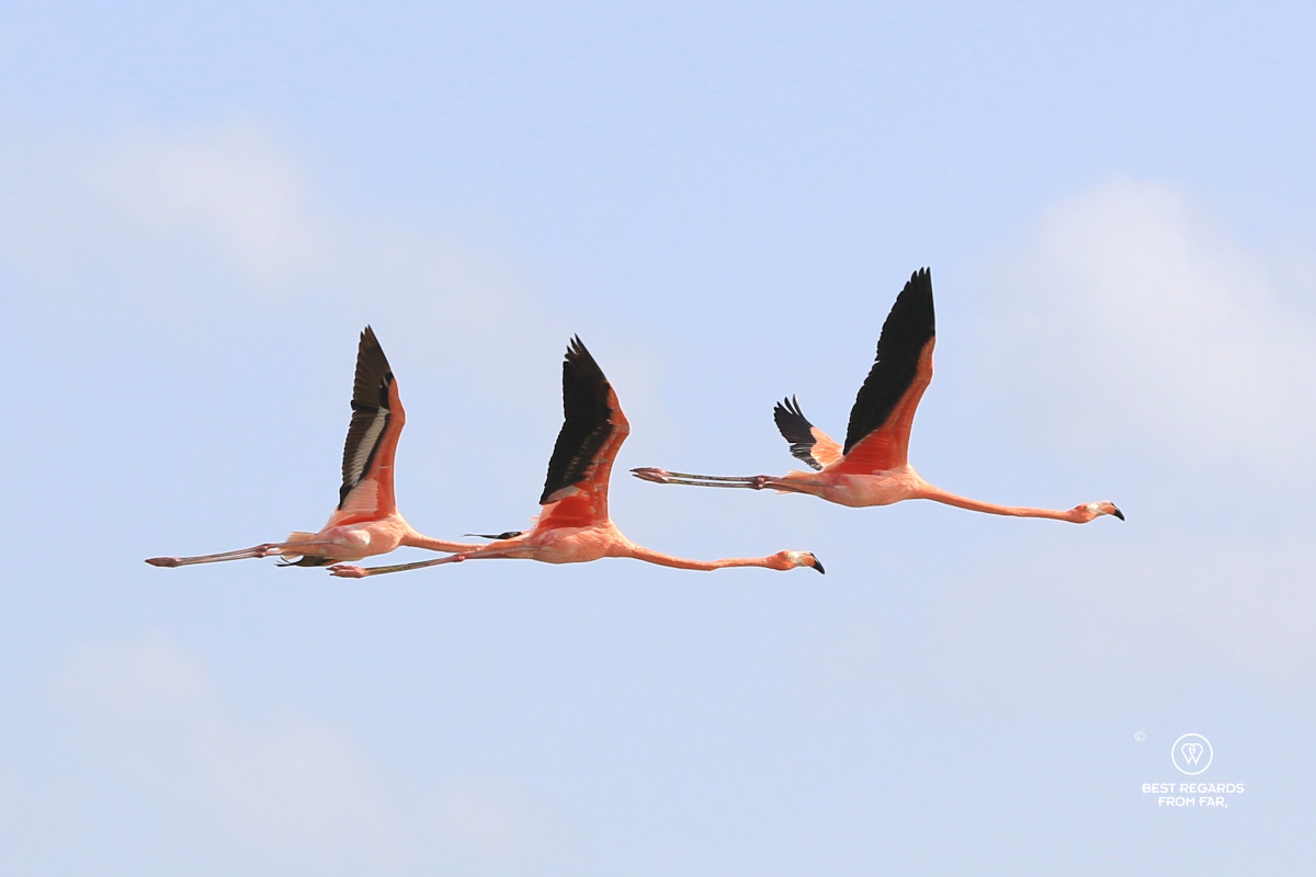 A flamboyance of American flamingos in flight.